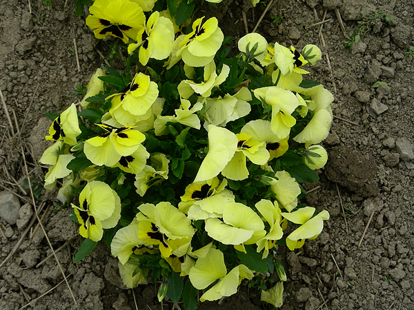 pansy in flower